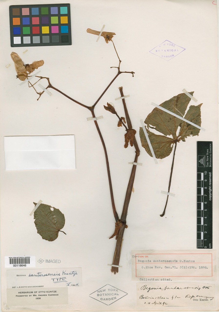 B. santarosensis